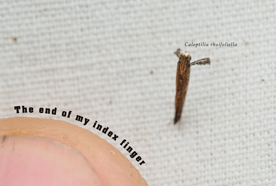 Caloptilia rhoifoliella Sumac Leaf Blotch Miner Moth<br />
Caloptilia rhoifoliella<br />
<figure class="photo"><a href="https://www.jungledragon.com/image/161494/caloptilia_rhoifoliella.html" title="Caloptilia rhoifoliella"><img src="https://s3.amazonaws.com/media.jungledragon.com/images/4526/161494_thumb.jpg?AWSAccessKeyId=05GMT0V3GWVNE7GGM1R2&Expires=1759968010&Signature=FTeA2I%2B9UugddAJ4wQuHmafdVbs%3D" width="200" height="136" alt="Caloptilia rhoifoliella Caloptilia rhoifoliella<br />
Sumac leafblotch miner moth<br />
https://www.jungledragon.com/image/161513/caloptilia_rhoifoliella.html<br />
 Caloptilia rhoifoliella,Lepidoptera,Sumac leafblotch miner,United States,moth" /></a></figure> Caloptilia rhoifoliella,Sumac Leaf Blotch Miner Moth