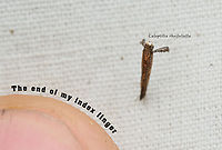Caloptilia rhoifoliella Sumac Leaf Blotch Miner Moth<br />
Caloptilia rhoifoliella<br />
https://www.jungledragon.com/image/161494/caloptilia_rhoifoliella.html Caloptilia rhoifoliella,Sumac Leaf Blotch Miner Moth