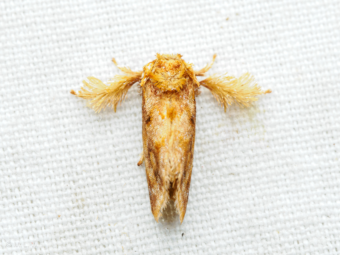 Isochaetes beutenmuelleri Spun Glass Slug Moth (Isochaetes beutenmuelleri)<br />
 Isochaetes beutenmuelleri,Spun Glass Slug Moth,United States,moth