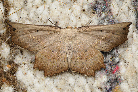 Euchlaena obtusaria Obtuse Euchlaena Moth  Euchlaena obtusaria,Lepidoptera,Obtuse Euchlaena,United States,moth