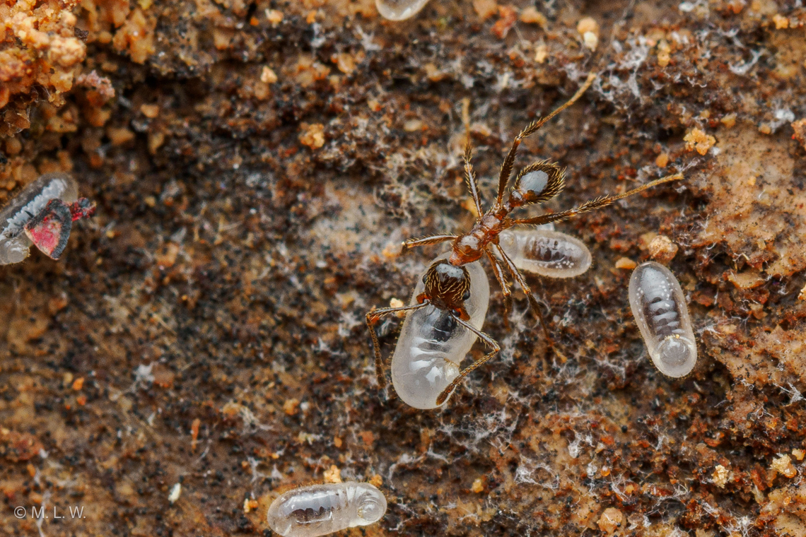 Pheidole dentata Toothed Big-headed Ant Pheidole dentata,Toothed Big-headed Ant