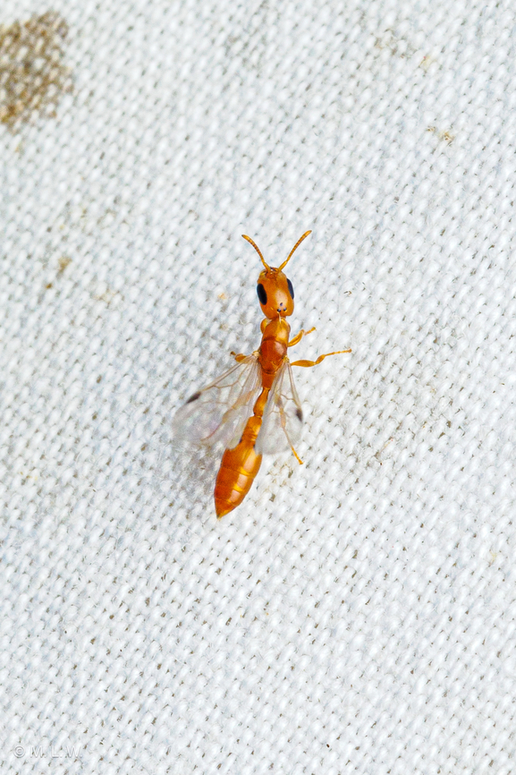 Pseudomyrmex pallidus (Gyne shown) Pallid Twig Ant (Pseudomyrmex pallidus) - (Gyne shown here)<br />
Nests of this species are found in the hollow stems of dead grasses. Although they show a preference for herbaceous plants, nests have also been found in the dead stems of woody twigs.[1] Nests are generally found at the intersection of grassy and wooded habitats, possibly due to shading from the canopy in warmer months and exposure to sunlight in colder months. The entrance to the colony consists of a round to oblong entrance measuring 1&ndash;2 mm (0.04&ndash;0.08 in) on the face of the stem, and can easily be plugged by the body of a single worker to prevent access to the brood by predators. Stems containing P. pallidus are 5&ndash;10 mm (0.20&ndash;0.39 in) in diameter, and the excavated chambers are 11.8&ndash;72 cm (4.6&ndash;28.3 in) long. Gyne,Pallid Twig Ant,Pseudomyrmex pallidus,United States,ant