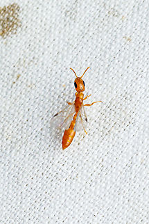 Pallid Twig Ant