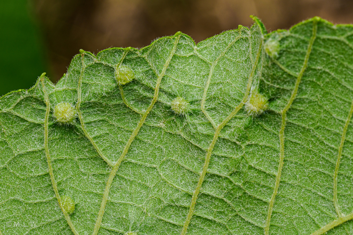Daktulosphaira vitifoliae Grape Phylloxera (Daktulosphaira vitifoliae) Daktulosphaira vitifoliae,Grape Phylloxera,United States