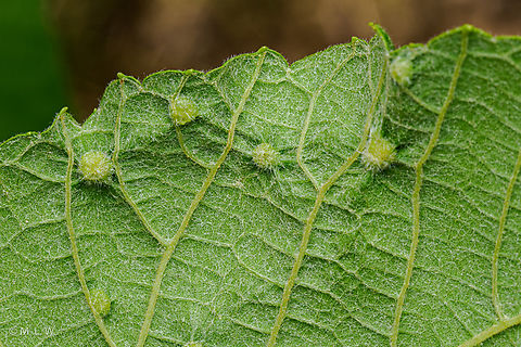 Daktulosphaira vitifoliae Grape Phylloxera (Daktulosphaira vitifoliae) Daktulosphaira vitifoliae,Grape Phylloxera,United States