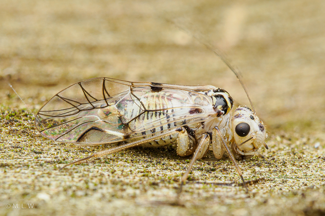 Metylophorus purus - Barklice Metylophorus purus - Barklice Barklice,Genus Metylophorus,Metylophorus purus,United States,summer