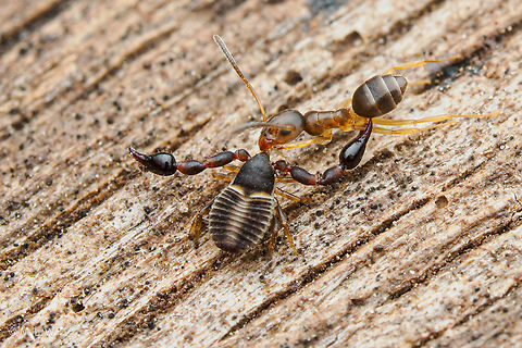 Chernetid Pseudoscorpion w/prey A Chernetid Pseudoscorpion (Family Chernetidae) had preyed on an ant and was dragging it back to it's hiding spot in the rotten log. Chernetid Pseudoscorpion,Family Chernetidae,Macro,United States,summer