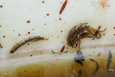 Clogmia albipunctata larva Bathroom Moth Fly (Clogmia albipunctata) larva in a bucket of compost tea made from Comfrey leaves and stems.
https://www.jungledragon.com/image/162105/clogmia_albipunctata.html Bathroom Moth Fly,Clogmia albipunctata,United States,larva