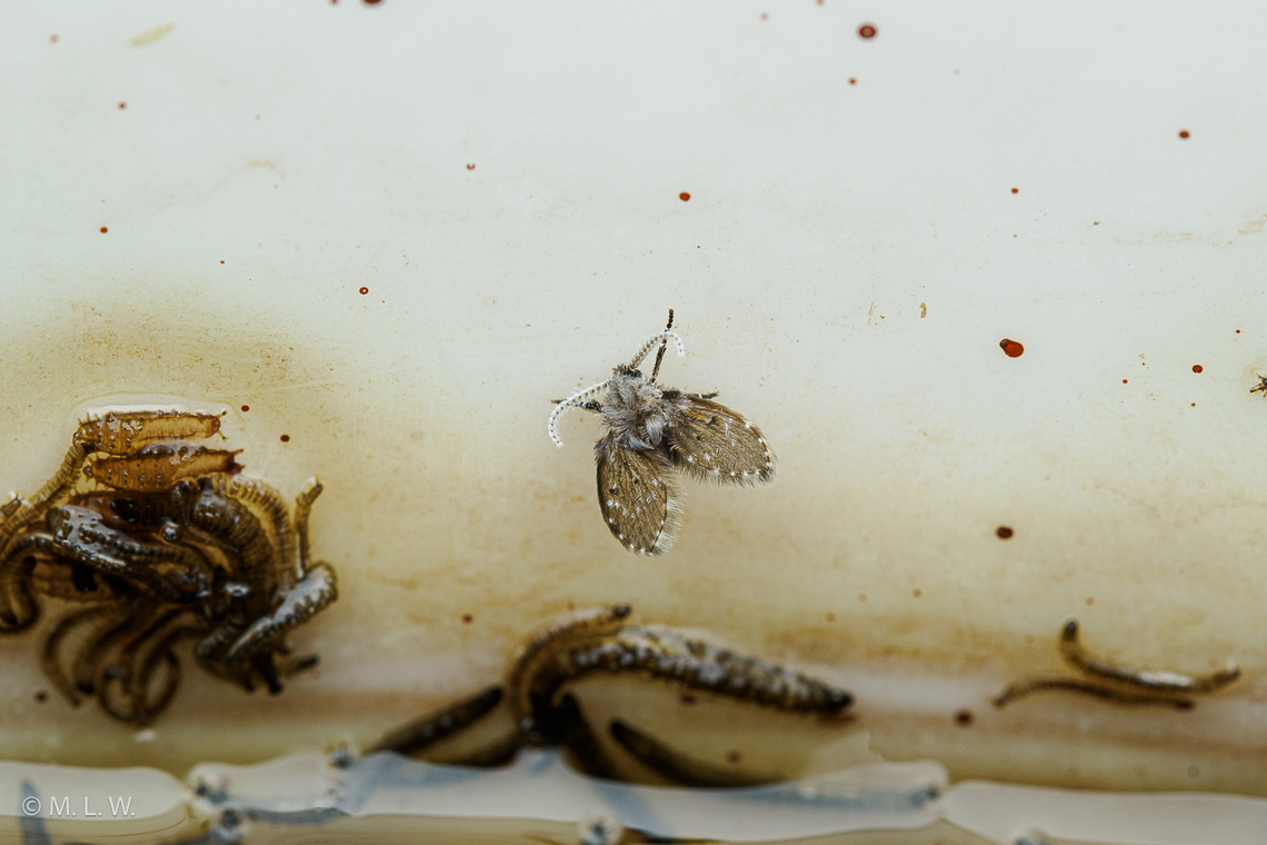 Clogmia albipunctata Bathroom Moth Fly (Clogmia albipunctata) adult and larva<br />
<br />
<figure class="photo"><a href="https://www.jungledragon.com/image/162104/clogmia_albipunctata_larva.html" title="Clogmia albipunctata larva"><img src="https://s3.amazonaws.com/media.jungledragon.com/images/4526/162104_thumb.jpg?AWSAccessKeyId=05GMT0V3GWVNE7GGM1R2&Expires=1759968010&Signature=OxCGGzrohtKgmoGMFovt2wVryD4%3D" width="200" height="134" alt="Clogmia albipunctata larva Bathroom Moth Fly (Clogmia albipunctata) larva in a bucket of compost tea made from Comfrey leaves and stems.<br />
https://www.jungledragon.com/image/162105/clogmia_albipunctata.html Bathroom Moth Fly,Clogmia albipunctata,United States,larva" /></a></figure> Bathroom Moth Fly,Clogmia albipunctata,United States,adult,larva