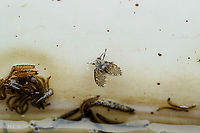 Clogmia albipunctata Bathroom Moth Fly (Clogmia albipunctata) adult and larva<br />
<br />
https://www.jungledragon.com/image/162104/clogmia_albipunctata_larva.html Bathroom Moth Fly,Clogmia albipunctata,United States,adult,larva