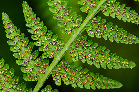 Macrothelypteris torresiana Mariana Maiden Fern (Macrothelypteris torresiana) Macro,Macrothelypteris torresiana,Mariana Maiden Fern,United States,fern spores,summer