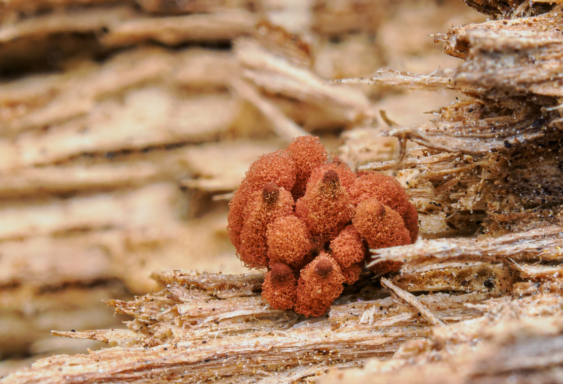 Genus Arcyria Genus Arcyria <br />
Arcyria is a genus of Amoebozoa in the family Arcyriaceae. Amoebozoa,Arcyria,Macro,United States,fungi,mold,slime mold