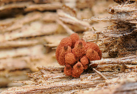 Genus Arcyria Genus Arcyria 
Arcyria is a genus of Amoebozoa in the family Arcyriaceae. Amoebozoa,Arcyria,Macro,United States,fungi,mold,slime mold