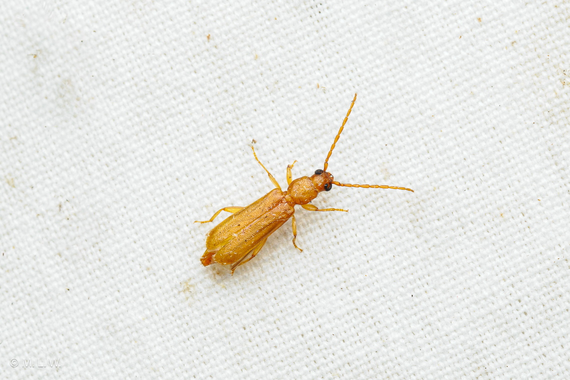 Smodicum cucujiforme Flat Oak Borer (Smodicum cucujiforme) Flat Oak Borer,Macro,Smodicum cucujiforme,United States,beetle,insect