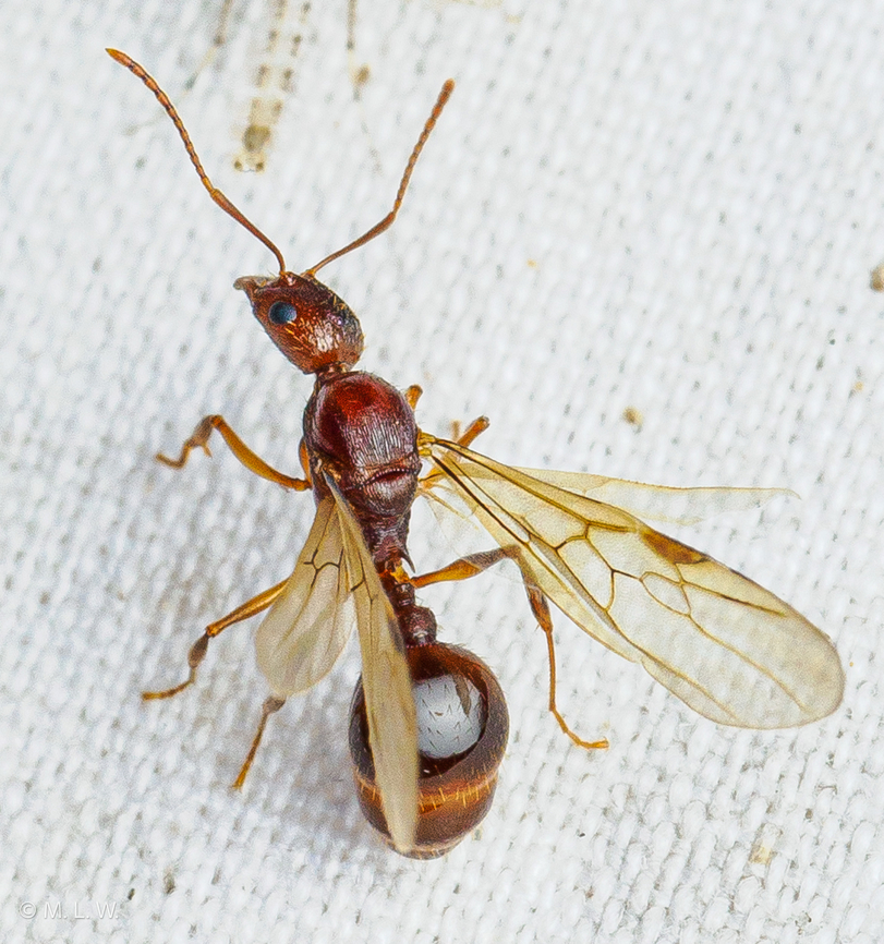 Aphaenogaster carolinensis Carolina Collared Ant (Aphaenogaster carolinensis) Aphaenogaster carolinensis,Carolina Collared Ant,Macro,United States,ant,insect