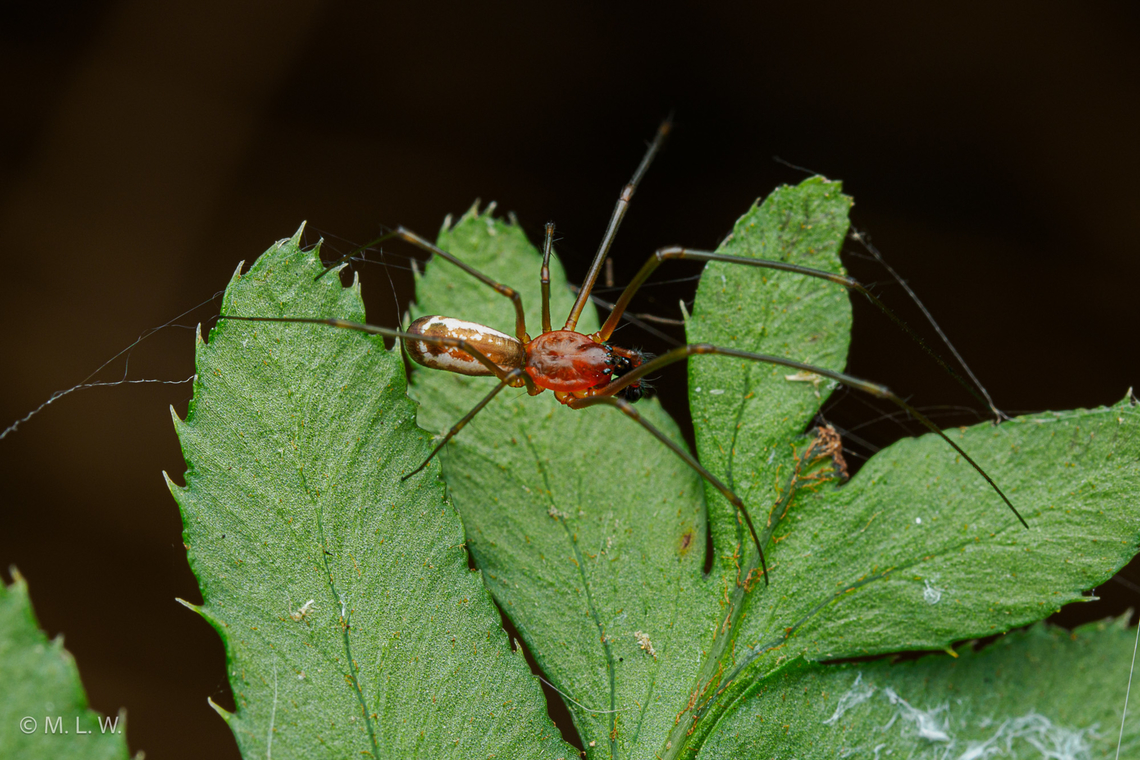 Neriene radiata (male) Filmy Dome Spider (Neriene radiata) (male)<br />
 Filmy dome spider,Neriene radiata,United States,macro,spider