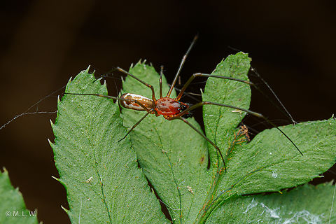 Neriene radiata (male) Filmy Dome Spider (Neriene radiata) (male)
 Filmy dome spider,Neriene radiata,United States,macro,spider
