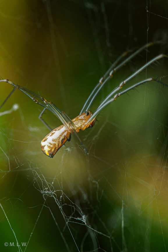 Neriene radiata (female) Filmy Dome Spider (Neriene radiata) - female<br />
 Filmy dome spider,Neriene radiata,United States,female,macro,spider