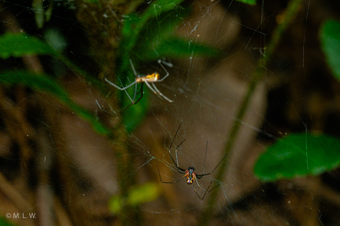 Neriene radiata pair Filmy Dome Spider (Neriene radiata) pair..male and female..Male is at bottom of photo, female at the top of photo<br />
 Filmy dome spider,Neriene radiata,United States,macro,spider