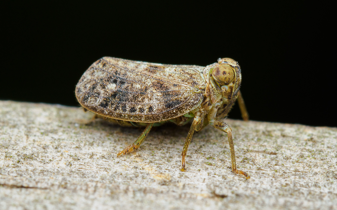 Thionia bullata Issid Planthopper (Thionia bullata) Issid Planthopper,Thionia bullata,United States,insect,macro,planthopper