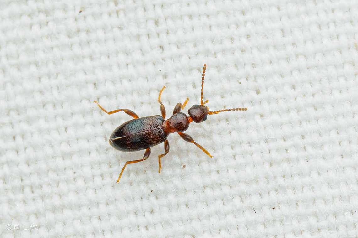 Anthicus cervinus Cloudy Flower Beetle  {Anthicus cervinus}<br />
 Anthicidae,Anthicus,Anthicus cervinus,Cloudy Flower Beetle,Cucujiformia,United States,beetle