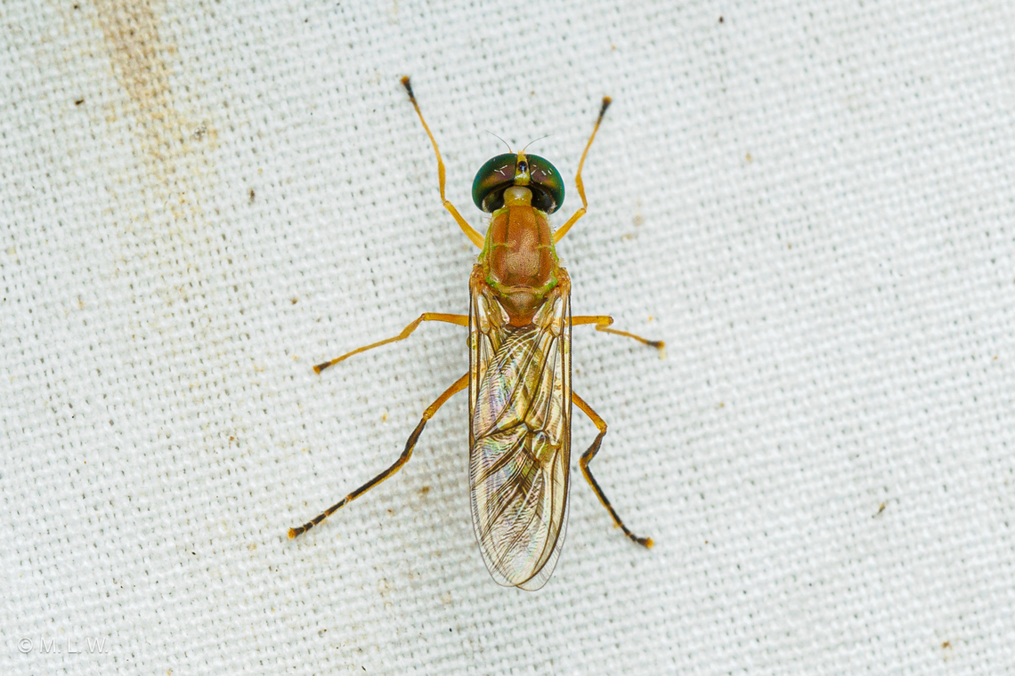 Ptecticus trivittatus Compost Fly {Ptecticus trivittatus}<br />
 Compost Fly,Ptecticus trivittatus,United States
