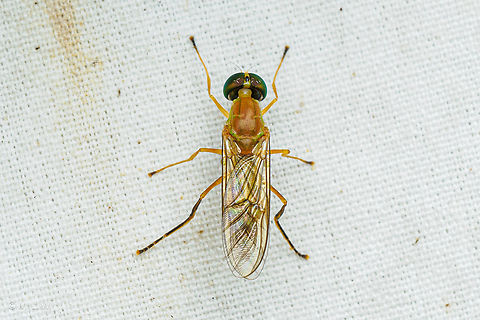 Ptecticus trivittatus Compost Fly {Ptecticus trivittatus}
 Compost Fly,Ptecticus trivittatus,United States