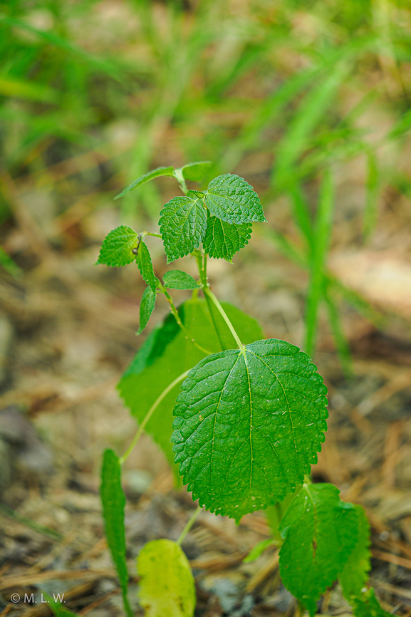 Boehmeria cylindrica False Nettle {Boehmeria cylindrica}<br />
 Boehmeria cylindrica,False nettle