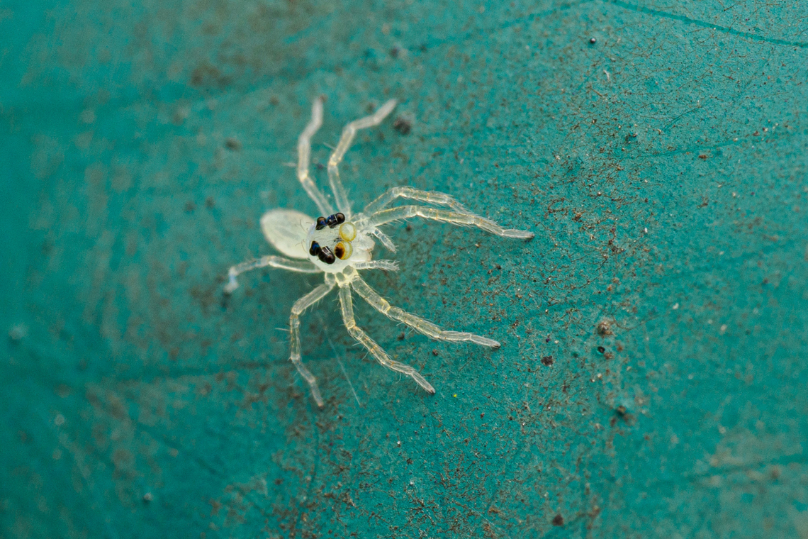 Lyssomanes viridis - juvenile juvenile Magnolia Green Jumping Spider {Lyssomanes viridis} <br />
 Lyssomanes viridis,Magnolia Green Jumper,Magnolia Green Jumping Spider