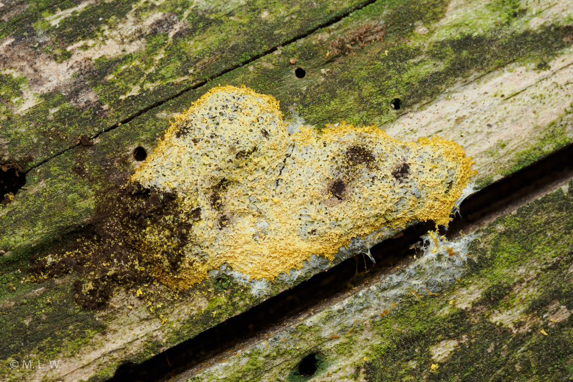 Fuligo septica Dog Vomit Slime Mold {Fuligo septica}<br />
 Dog Vomit Slime Mold,Dog vomit slime mold,Fuligo septica