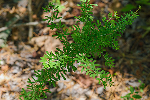 Lespedeza cuneata Chinese Bushclover {Lespedeza cuneata} Chinese Bushclover,Lespedeza cuneata