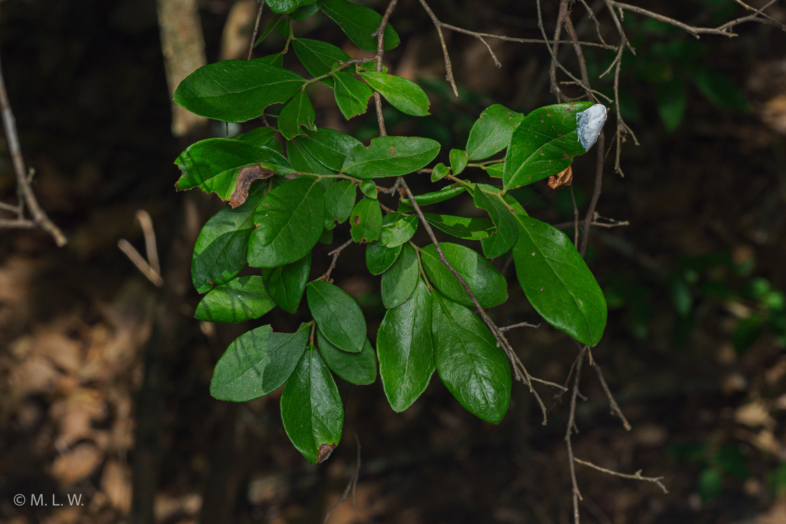 Vaccinium arboreum Sparkleberry {Vaccinium arboreum}<br />
 Sparkleberry,Vaccinium arboreum