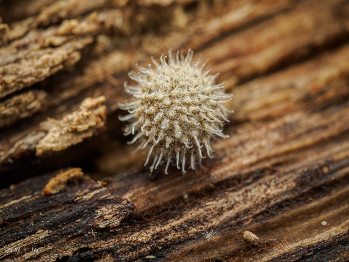 Velcro eggs (lol) {Genus Galium} Bedstraws {Genus Galium}...They look like they could be velcro eggs. Bedstraws,Genus Galium,velcro plant