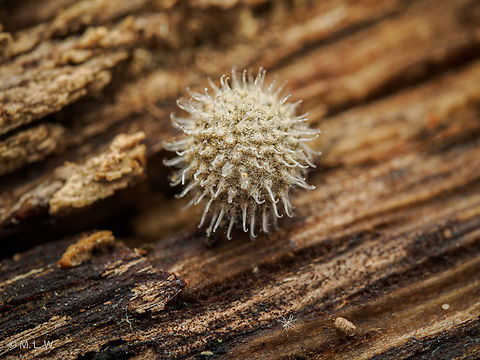 Velcro eggs (lol) {Genus Galium} Bedstraws {Genus Galium}...They look like they could be velcro eggs. Bedstraws,Genus Galium,velcro plant
