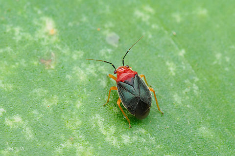 Halticotoma valida Yucca Plant Bug {Halticotoma valida} Halticotoma valida,United States,Yucca Plant Bug