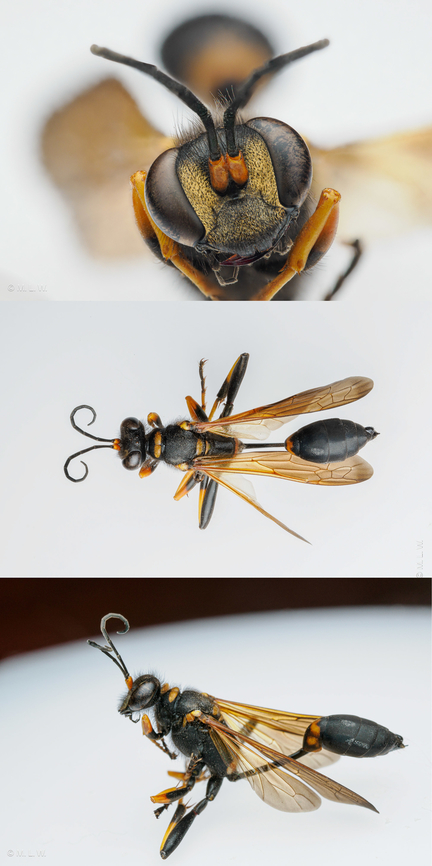 Sceliphron caementarium Yellow-legged Mud-dauber Wasp {Sceliphron caementarium} found dead on a window sill Black and yellow mud dauber,Sceliphron caementarium,United States,Yellow-legged Mud-dauber Wasp
