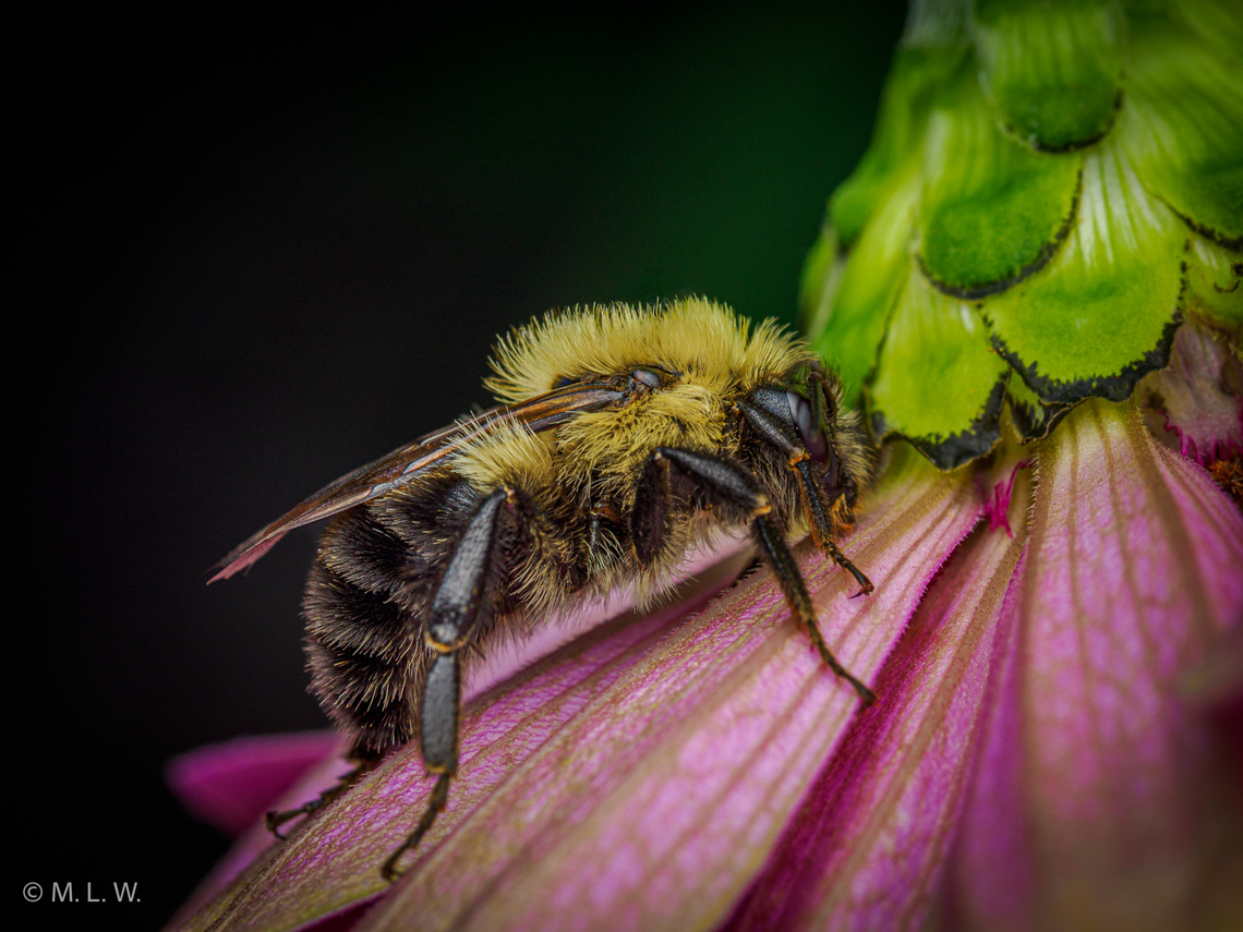 Bombus impatiens Common Eastern Bumble Bee {Bombus impatiens} Bombus impatiens,Common Eastern Bumble Bee