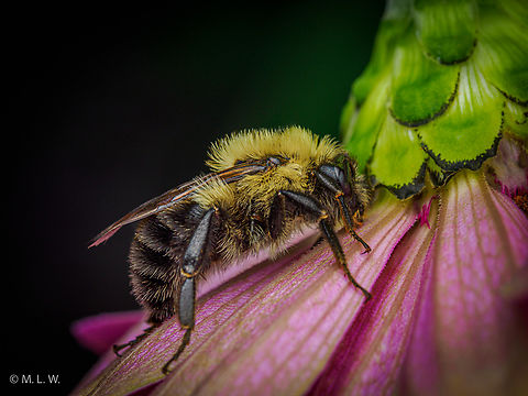 Bombus impatiens Common Eastern Bumble Bee {Bombus impatiens} Bombus impatiens,Common Eastern Bumble Bee