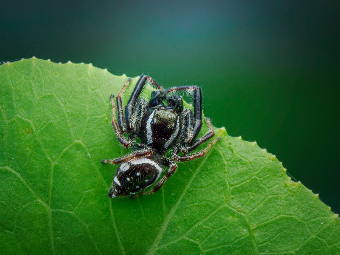 Paraphidippus aurantius Golden Jumping Spider {Paraphidippus aurantius}<br />
 Golden Jumping Spider,Paraphidippus aurantius