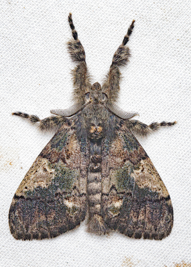 Dasychira meridionalis Southern Tussock Moth {Dasychira meridionalis} Dasychira meridionalis,Southern Tussock Moth,Southern tussock moth