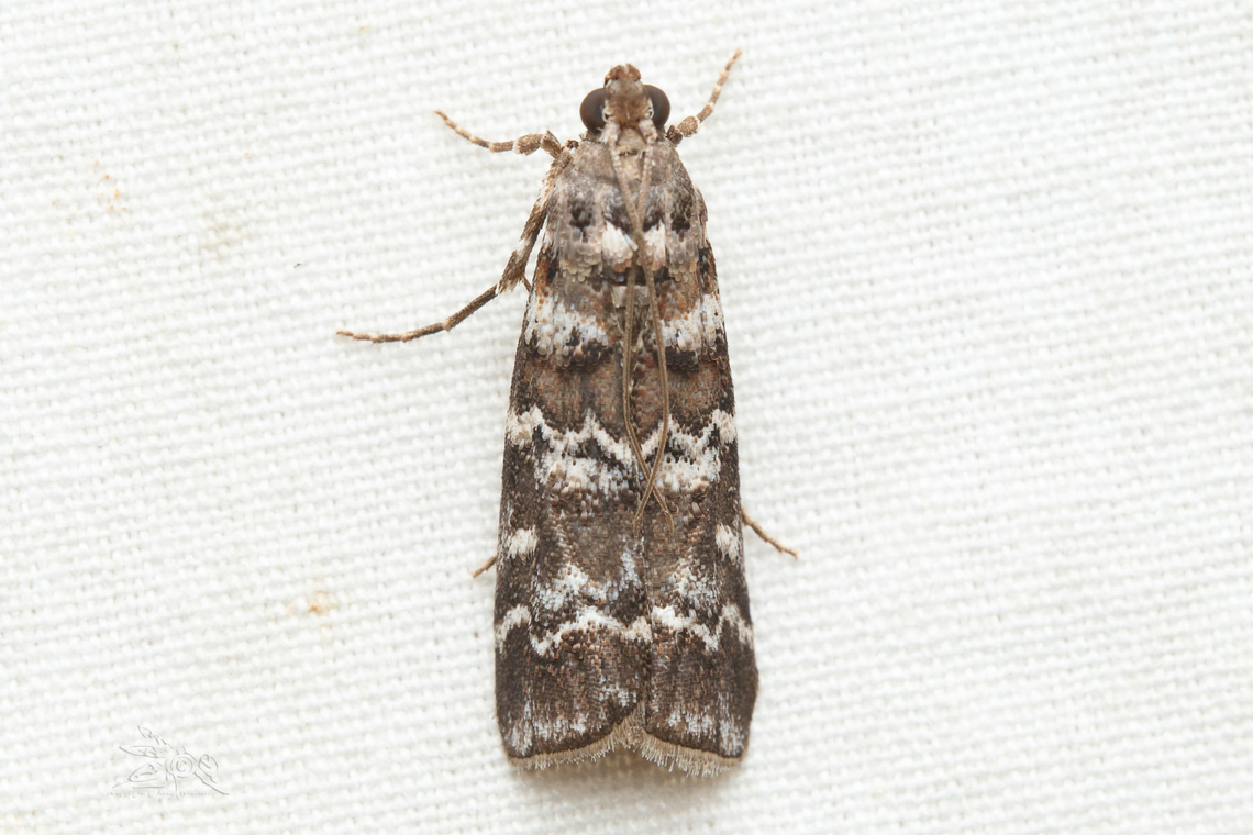 Dioryctria amatella Southern Pine Coneworm Moth {Dioryctria amatella} Dioryctria amatella,Southern Pine Coneworm Moth