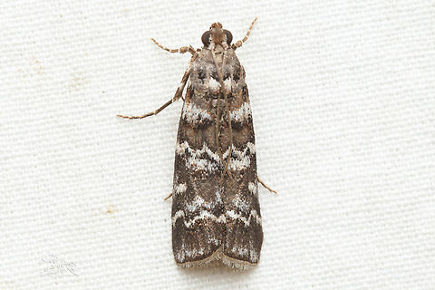 Dioryctria amatella Southern Pine Coneworm Moth {Dioryctria amatella} Dioryctria amatella,Southern Pine Coneworm Moth