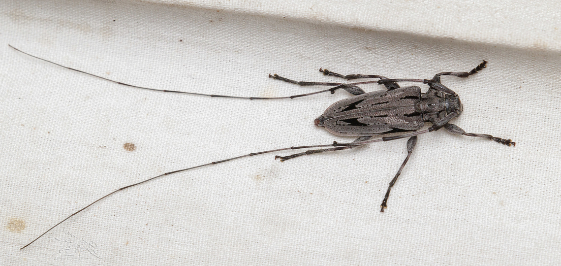 Acanthocinus nodosus {male} Lesser Pine Borer {Acanthocinus nodosus} (Fabricius 1775) nodosus &#039;knotty&#039; (refers to the male antennal node).<br />
Identification: pattern distinctive; antennae ~3x as long as body in males, ~2x in females; female pygidium modified into a tube for ovipositing. Larvae eat bark (phloem) of dead or dying pine. Pupation near bark surface. Eggs are laid in pits chewed in the bark or in exit holes of bark beetles. Larvae feed in the bark, competing with and sometimes destroying bark beetle broods. Pupation is in nestlike chambers. One generation per year. Acanthocinus nodosus,Cerambycidae,Coleoptera,Cucujiformia,Geotagged,Lesser Pine Borer,Spring,United States