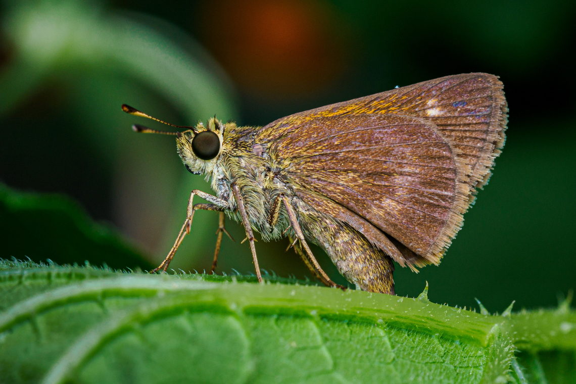 Polites otho Southern Broken Dash {Polites otho}<br />
 Geotagged,Polites otho,Southern Broken Dash,Southern Broken-Dash,Summer,United States