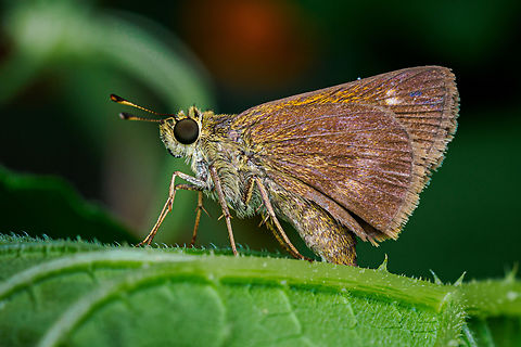 Polites otho Southern Broken Dash {Polites otho}
 Geotagged,Polites otho,Southern Broken Dash,Southern Broken-Dash,Summer,United States