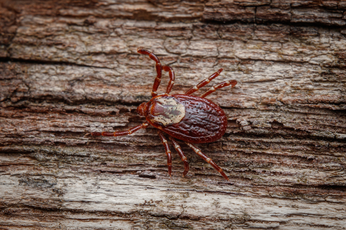 Dermacentor variabilis American Dog Tick {Dermacentor variabilis} American Dog Tick,American dog tick,Dermacentor variabilis
