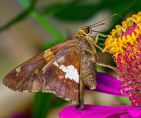 Epargyreus clarus Silver-spotted Skipper {Epargyreus clarus} Epargyreus clarus,Lepidoptera,Silver-spotted Skipper,United States