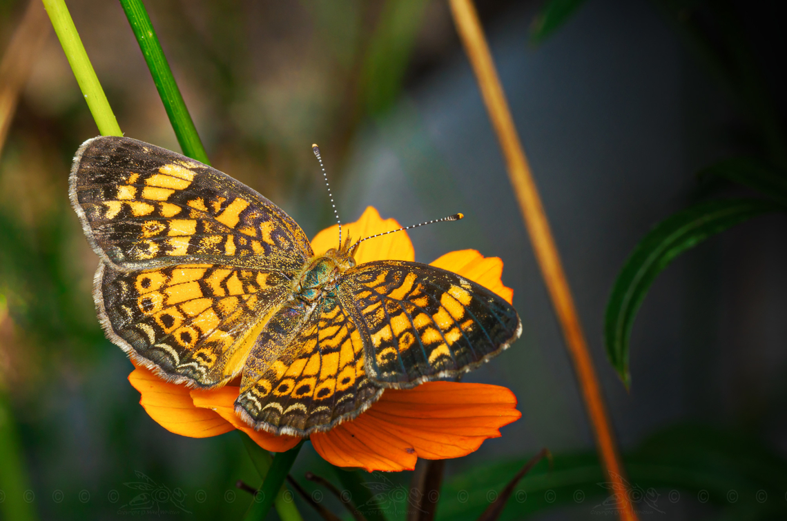 Phyciodes tharos Pearl Crescent {Phyciodes tharos} Lepidoptera,Pearl Crescent,Phyciodes tharos,United States