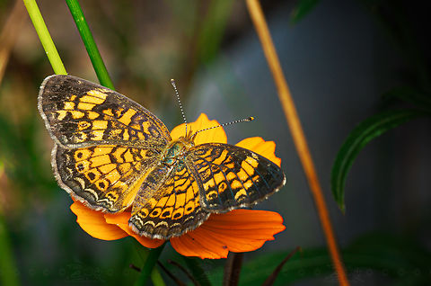Phyciodes tharos Pearl Crescent {Phyciodes tharos} Lepidoptera,Pearl Crescent,Phyciodes tharos,United States