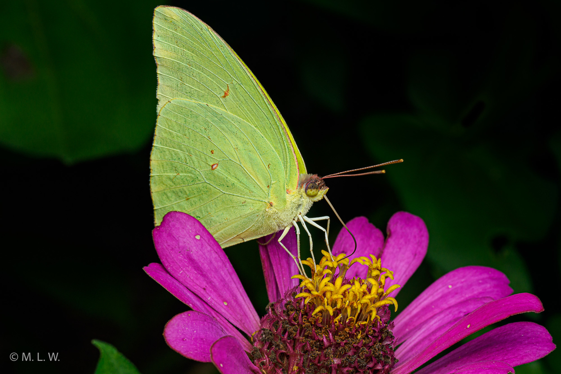 Phoebis sennae Cloudless Sulphur<br />
Phoebis sennae Cloudless sulphur,Lepidoptera,Phoebis sennae,United States